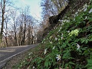 32 Anemoides nemorosa (Anemone dei boschi)